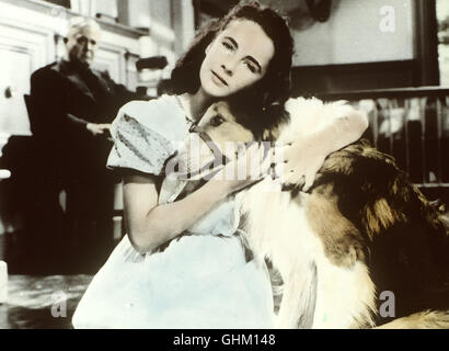 Tenuto AUF VIER PFOTEN Die junge Kathie Merrick (Elizabeth Taylor) nimmt sich eines kleinen verletzten Collies un und zieht ihn auf. Später landet er beim Militär und bewährt sich als Meldehund im Krieg. Als seine Herrin ihn wiederbekommt, muß sie jedoch um sein Leben bangen ... Regie: Fred M. Wilcox aka. Il coraggio di Lassie Foto Stock