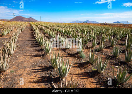 Aloe vera su Fuerteventura isole Canarie Foto Stock