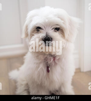 Molto carino il maltese cucciolo di dieci settimane vecchio, dal campione i genitori Foto Stock