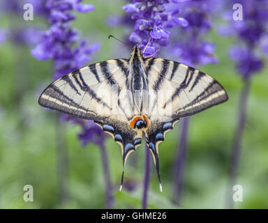 Farfalla sulla lavanda Foto Stock