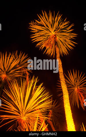 Alberi di cavolo illuminato con luci colorate, parco Pukekura, New Plymouth, Taranaki, Isola del nord, Foto Stock