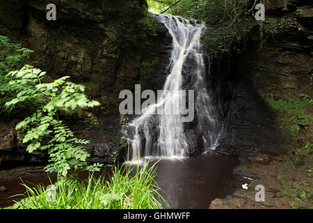 Hareshaw Linn cascata in prossimità di Bellingham in Northumberland, Inghilterra. L'acqua cade sulle rocce in tra fitti boschi. Foto Stock