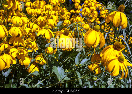 Foglia di taglio Coneflower Rudbeckia laciniata 'Herbstsonne' confine, Gloriosa Daisy coneflowers, Rudbeckia 'Herbstsonne' Foto Stock