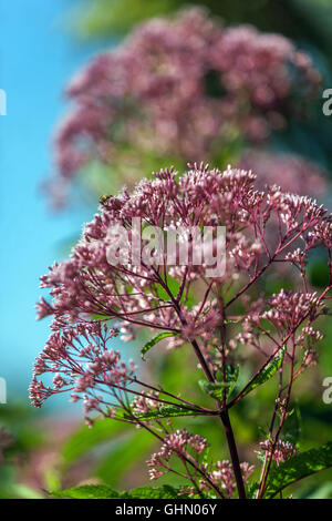 Joe pye weed, Eutrochium purpureum 'Little Red', viola i fiori in un giardino Foto Stock