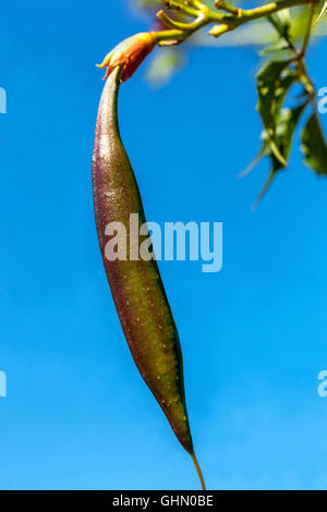 Pod di seme di tromba della vigna, Campsis radicans Foto Stock