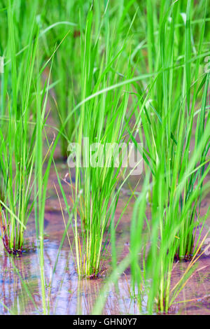 Vista dettagliata del verde fresco piante di riso sul campo terrazzati, Bali, Indonesia Foto Stock