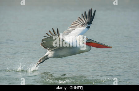 Pellicano dalmata Pelecanus crispus Grecia Foto Stock