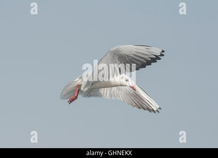 Testa nera Gull Chroicocephalus Ridibundus Bulgaria Foto Stock