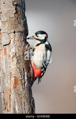 Picchio rosso maggiore Dendrocopos major Bulgaria Foto Stock