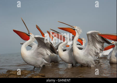 Pellicano dalmata Pelecanus crispus Grecia Foto Stock