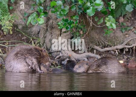 Eurasian castoro (Castor fiber) coppia con tre dei loro cinque kit sulla Lontra di fiume, Devon, Regno Unito, Luglio. Foto Stock