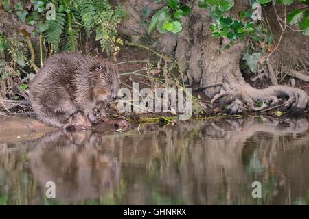 Eurasian castoro (Castor fiber) femmina riflessa nell'acqua come ella stallieri sulle rive del fiume Otter, Devon, Regno Unito, Luglio. Foto Stock