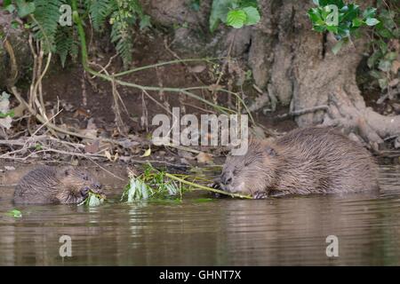 Eurasian castoro (Castor fiber) madre e uno dei suoi kit navigazione su un alberello di Salice ha tagliato sulla Lontra di fiume, Devon, Regno Unito. Foto Stock