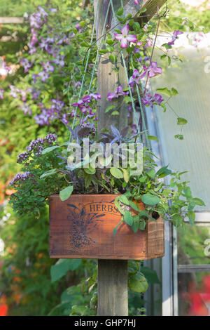 Appendere in legno piantatrice di erbe contenenti banana menta, purple sage e maggiorana compatto in un giardino inglese Foto Stock