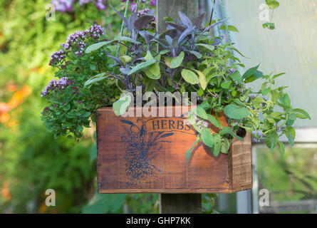 Appendere in legno piantatrice di erbe contenenti banana menta, purple sage e maggiorana compatto in un giardino inglese Foto Stock