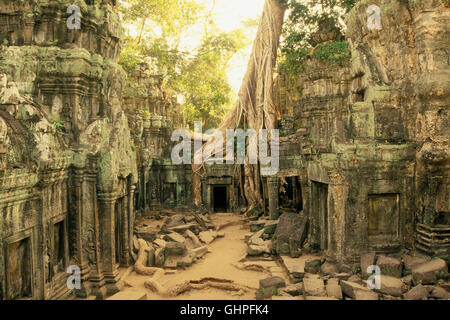 Ta Prohm tempio di Angkor Wat. Cambogia. Un tempio buddista costruito nel 1186 dal Re Jayavarman VII . Foto Stock
