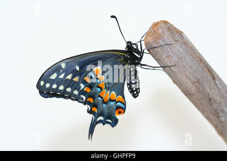 Appena emerso nero femmina a coda di rondine (farfalla Papilio polyxenes) poggiante su un pezzo di driftwood, Indiana, Stati Uniti Foto Stock