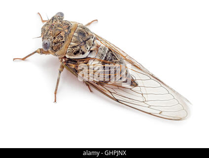 Cicala isolati su sfondo bianco. Studio shot, vista dall'alto. Foto Stock