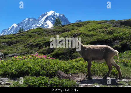 Giovani ibex, Aiguille Rouge riserva naturale, Aiguille verte in background, valle di Chamonix, Savoy Alpi, Francia, Europa UE Foto Stock