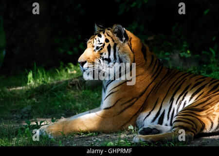 La ritrattistica di una tigre indiana (Panthera tigris), Foto Stock