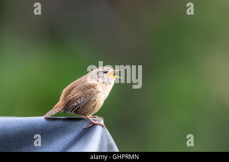 In prossimità di un piccolo Wren (Troglodytes troglodytes) cantando su una mattina di primavera Foto Stock