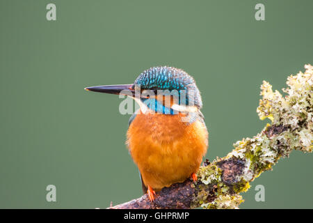 Comune Femmina Kingfisher (Alcedo atthis) appollaiato su un lichene ramo coperto guardando a sinistra Foto Stock