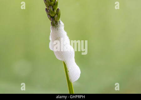 Chiudere il cuculo sputare su una lavanda stelo formato da Froghopper nymph (Philaenus spumarius) come uno strato protettivo Foto Stock