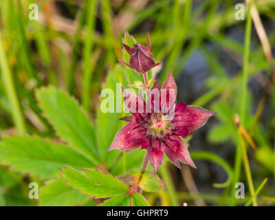 Comarum palustre, purple marshlocks, palude cinquefoil o marsh cinquefoil, comune waterside arbusto Islanda Foto Stock