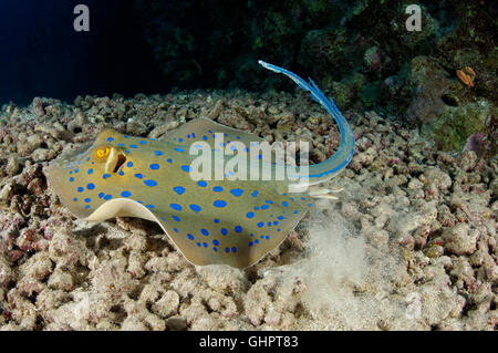 Taeniura lymma, bluespotted ribbontail stingray, ray, Mar Rosso, Egitto, Africa Foto Stock