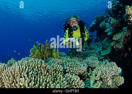 Acropora sp., pietra Coral reef e scuba diver, Zabargad Reef, El Gubal, Mar Rosso, Egitto, Africa Foto Stock
