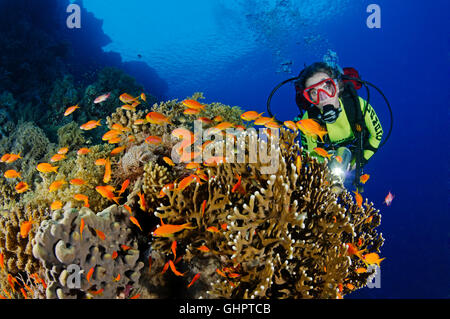 Coralreef con scuola di corallo rosso pesce persico o ea Goldie e scuba diver, Zabargad Reef, El Gubal, Mar Rosso, Egitto Foto Stock
