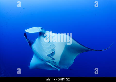 Manta birostris, Giant Manta Ray, devilray, piccolo fratello, fratello isole, fratelli, Mar Rosso, Egitto Foto Stock