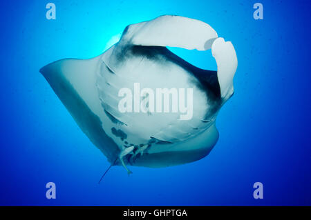 Manta birostris, Giant Manta Ray, devilray, piccolo fratello, fratello isole, fratelli, Mar Rosso, Egitto Foto Stock