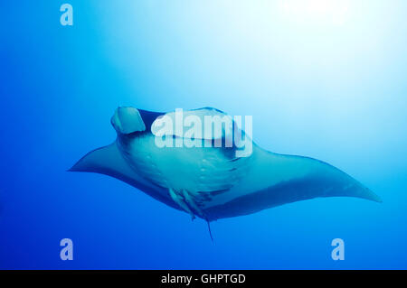 Manta birostris, Giant Manta Ray, devilray, piccolo fratello, fratello isole, fratelli, Mar Rosso, Egitto Foto Stock