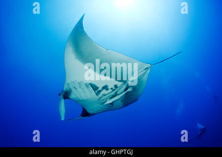 Manta birostris, Giant Manta Ray e scuba diver, piccolo fratello, fratello isole, fratelli, Mar Rosso, Egitto, Africa Foto Stock