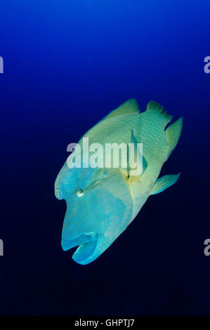 Cheilinus undulatus, Humphead wrasse, Napoleone pesce o Wrasse, piccolo fratello, fratello isole, fratelli, Mar Rosso, Egitto Foto Stock