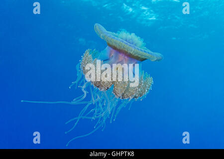 Netrostoma setouchianum, corona meduse, piccolo fratello, fratello isole, fratelli, Mar Rosso, Egitto, Africa Foto Stock