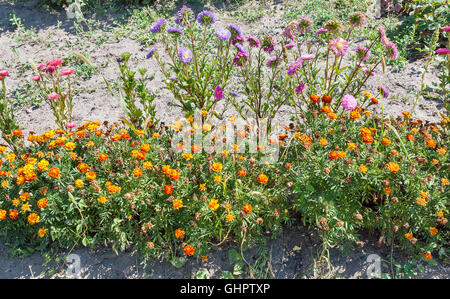 Aiuola con le calendule e gli astri in giardino closeup Foto Stock