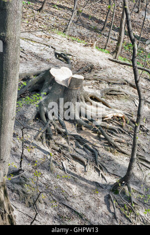 Vecchio albero moncone nel Parco di primavera Foto Stock