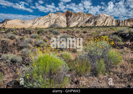 Le calendule blooming a rocce vulcaniche, bianco arenaria Navajo formazioni rocciose, Flusso di Lava Trail, Snow Canyon State Park, Utah, Stati Uniti d'America Foto Stock