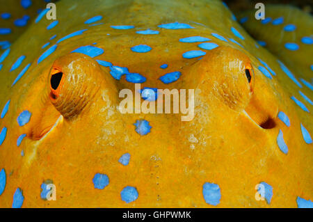 Taeniura lymma, bluespotted ribbontail stingray, ray, Thistlegorm, Mar Rosso, Egitto, Africa Foto Stock