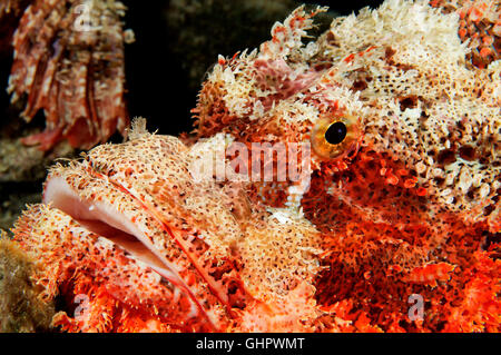 Scorpaenopsis oxycephala, Tassled scorfani, testa, dettaglio, Thistlegorm, Mar Rosso, Egitto, Africa Foto Stock