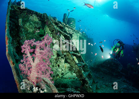 Naufragio SS Thistlegorm, subacqueo in immersione sul relitto della nave, relitto Thistlegorm, Mar Rosso, Egitto, Africa Foto Stock