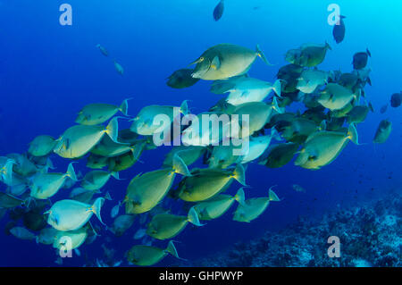 Naso unicornis, Bluespine unicornfish, Ras Mohammed, Mar Rosso, Egitto, Africa Foto Stock