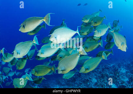 Naso unicornis, Bluespine unicornfish, Ras Mohammed, Mar Rosso, Egitto, Africa Foto Stock