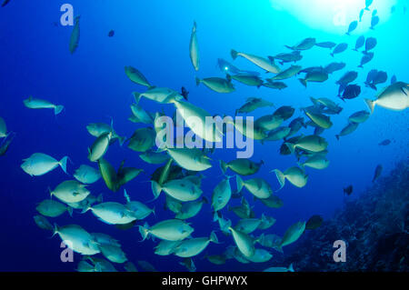 Naso unicornis, Bluespine unicornfish, Ras Mohammed, Mar Rosso, Egitto, Africa Foto Stock