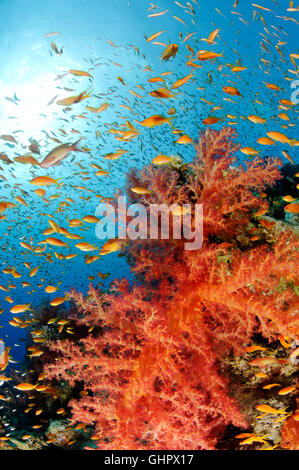 Coral reef con Hemprichs morbido rosso corallo ad albero e Orange Basslet o mare Goldie, Hurghada, Isola Giftun Reef, Mar Rosso, Egitto Foto Stock