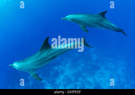 Tursiops aduncus, Oceano Indiano il tursiope o delfino maggiore, Abu Nuhas, giallo Pesce Reef, Mar Rosso, Egitto, Africa Foto Stock