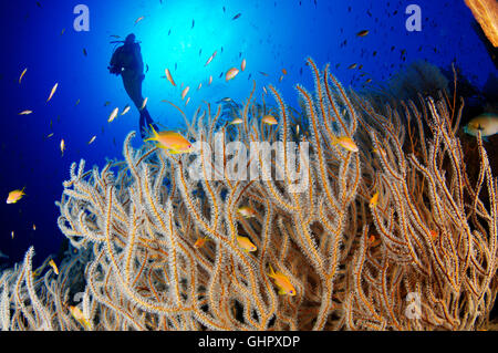 Subergorgia sp., Coral reef e di gorgonie e scuba diver, Hurghada, Isola Giftun Reef, Mar Rosso, Egitto, Africa Foto Stock