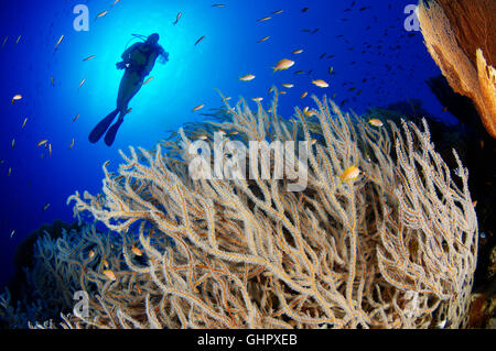 Subergorgia sp., Coral reef e di gorgonie e scuba diver, Hurghada, Isola Giftun Reef, Mar Rosso, Egitto, Africa Foto Stock